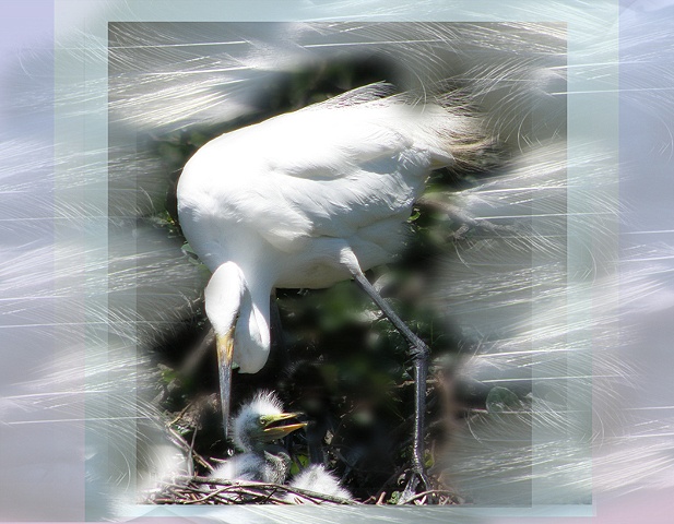 Fine Feathered Mom and Chick