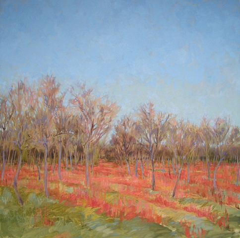 Pecan grove, late winter 