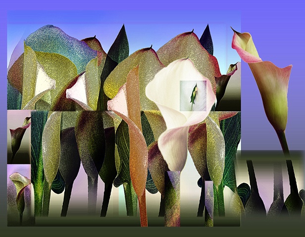 Calla