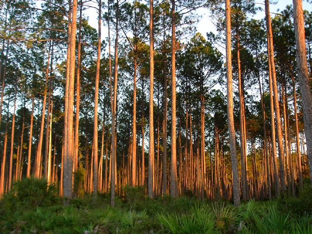 Sunset in the Pines