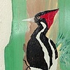 Woodpecker