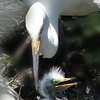 Fine Feathered Mom and Chick