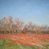 Pecan grove, late winter 