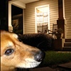 Scarlet the photo hog