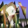 Calla