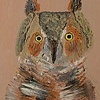 Barn Owl