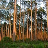 Sunset in the Pines