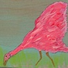 Roseated Spoonbill