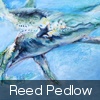 REED PEDLOW