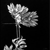"Beyond Color", Charcoal Paintings by Sandra J. Hadley