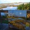 St. Mark's salt marsh