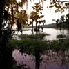 Cypress at Lake Santa Fe