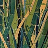 Bamboo 2