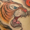 tiger