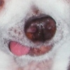 Daniels dog