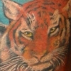 Tiger family
