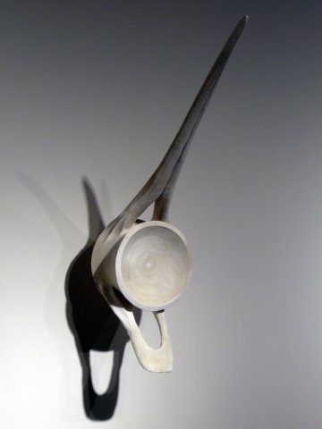 Vertebrae