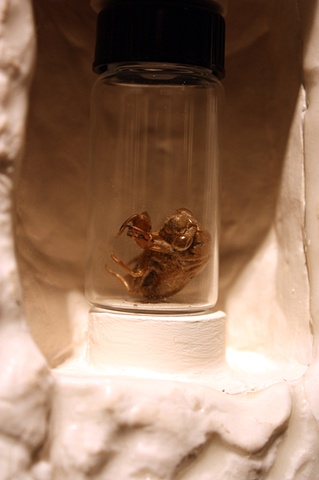 Cicada Reliquary (specimen detail)