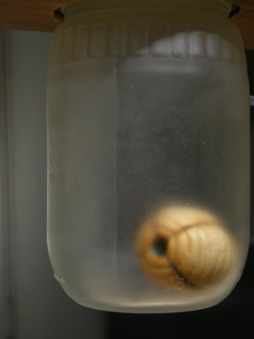 Contained (detail)
