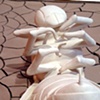 Wasp (detail)