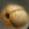 Contained (detail)