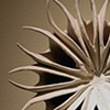 Flower Remnant #3