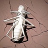 Mississippi Insect