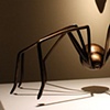 Long Leg Spider
