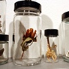 Manifestations of Nature (detail)