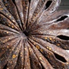 Flower Remnant (detail)