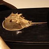 Horeshoe Crab Reliquary (detail)