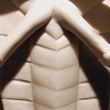 Beetle Deity