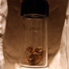 Cicada Reliquary (specimen detail)