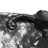 Large Serving Spoon with Bone Handle and Scroll Detail (detail)