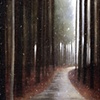 Light on the Path