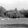 Sheep, Fromental
