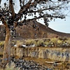 Shoe Tree