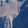 Andean Condor, Colca Canyon