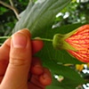 Flower, San Marcos