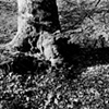 Forest Floor, Fromental