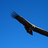 Andean Condor #5, Colca Canyon