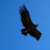 Andean Condor #4, Colca Canyon