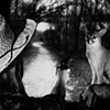 Untitled (Fox Hunter)