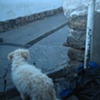 Dog, Cuzco