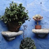 Flower Pots, Arequipa