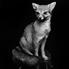Fox Series