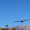 Andean Condor #3, Colca Canyon