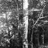 Forest, Fromental