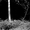 Shadows #2, Fromental