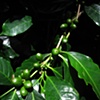 Un-ripened Coffee Beans, Tzunana